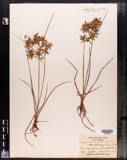 Cyperus dentatus