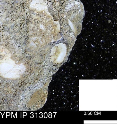 Corbicula