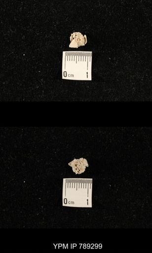 undet. Crinoidea