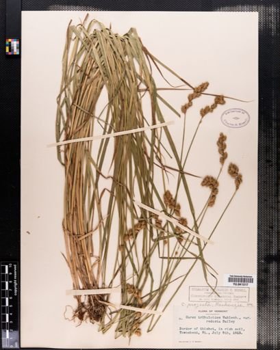 Carex projecta
