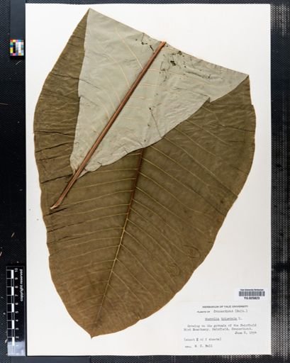 Magnolia tripetala