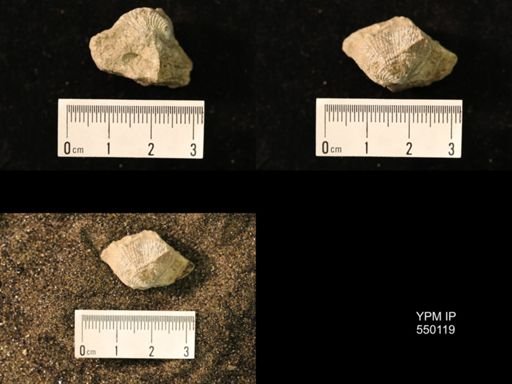 Marginifera lasallensis