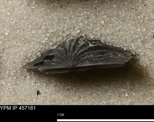 Stropheodonta erratica solidicosta