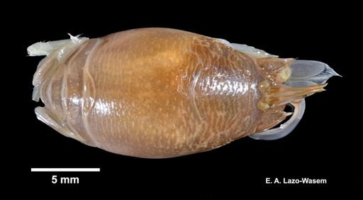 Emerita talpoida