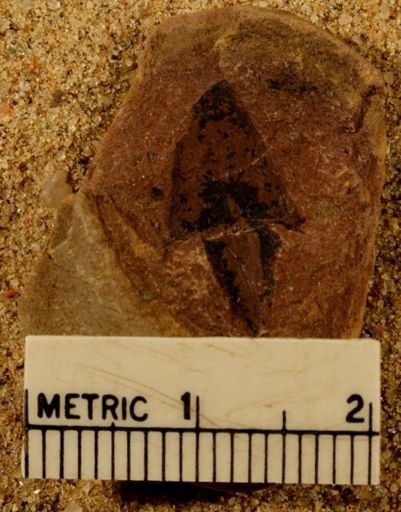 Lepidostrobus ovatifolius