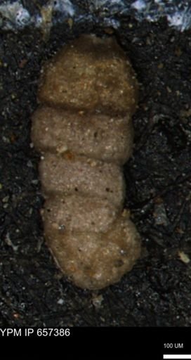 Ammobaculites euides