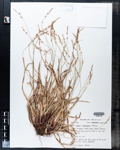 Carex communis