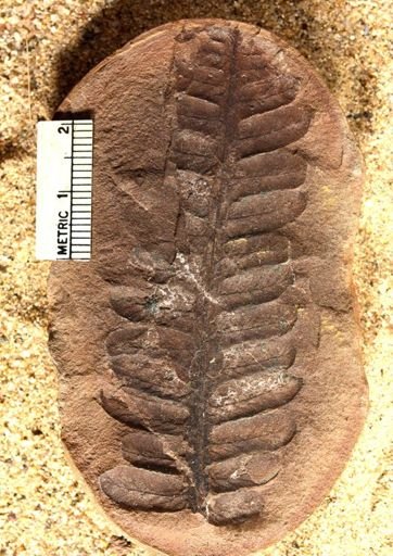 Pecopteris