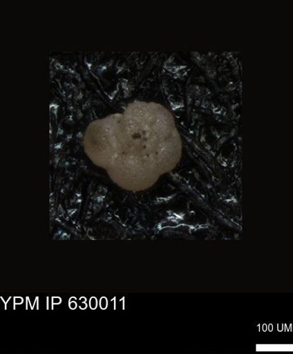 undet. Foraminiferida