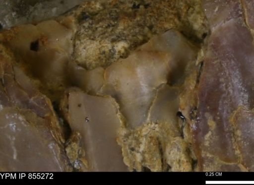 Gryphaeidae?