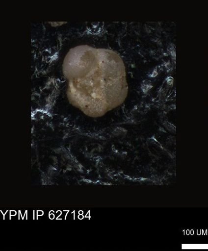 undet. Foraminiferida