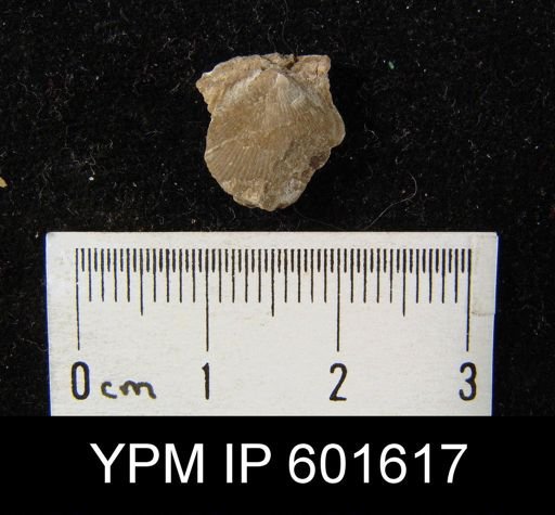 Productus lyelli