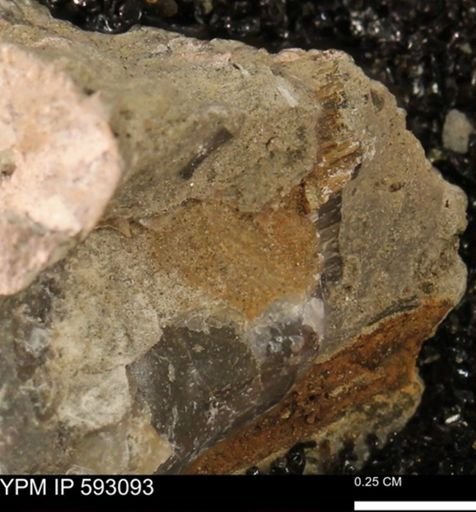 Inoceramus cuneatus