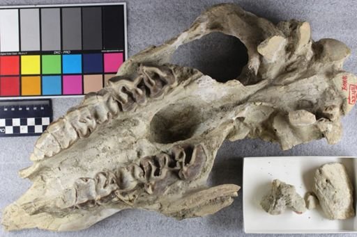 Caenopus sp.