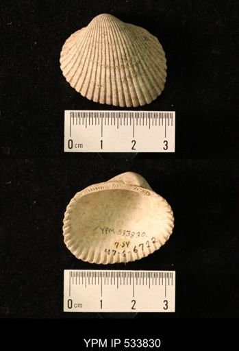 Arca transversa
