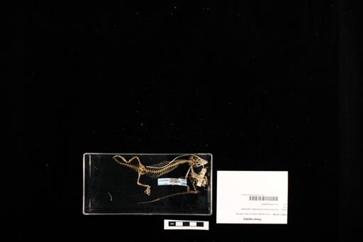 Timon lepidus