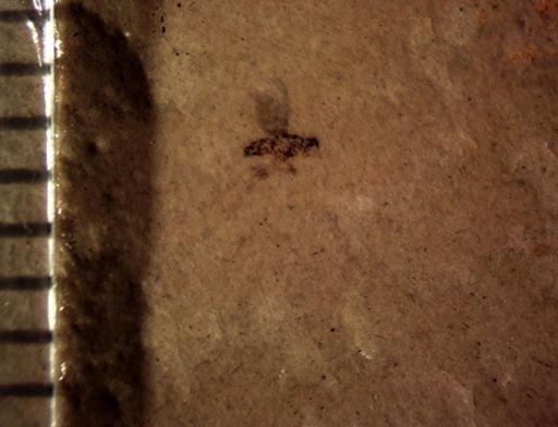 undet. Diptera
