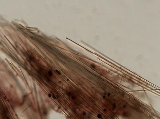 Cinachyrella alloclada