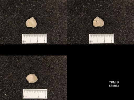 Rhynchotrema capax