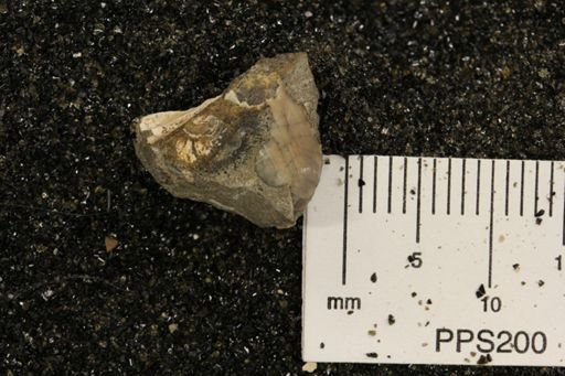 undet. Bivalvia