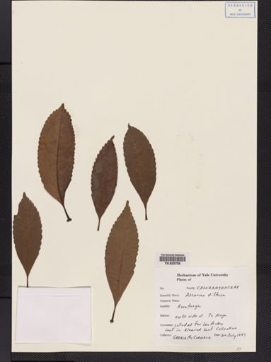 Ascarina diffusa