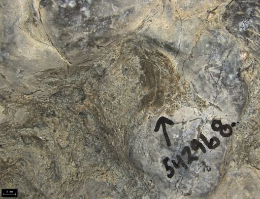 Aplocoma damesii