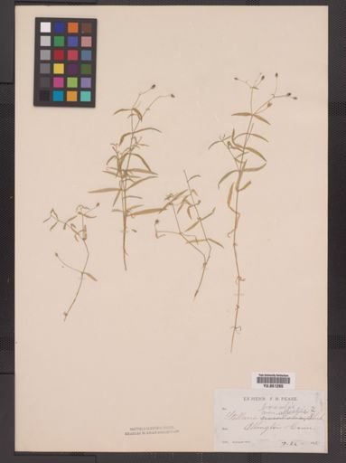 Stellaria calycantha