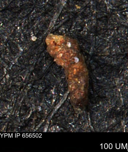 Verneuilinoides hectori