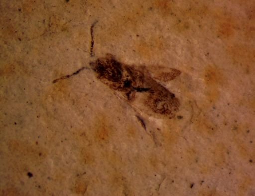 undet. Heteroptera