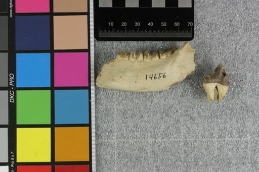 Perchoerus minor