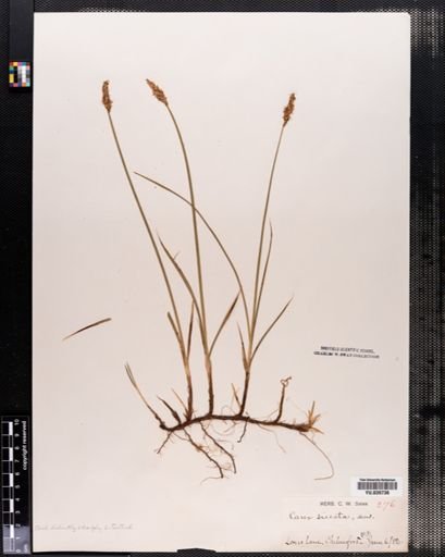 Carex