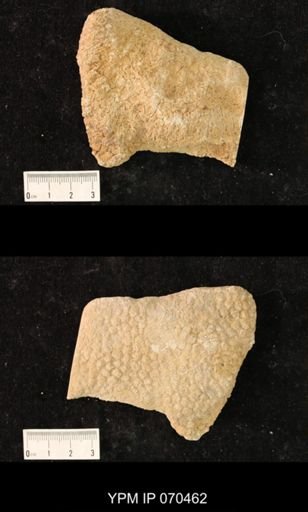 Favosites brownsportensis
