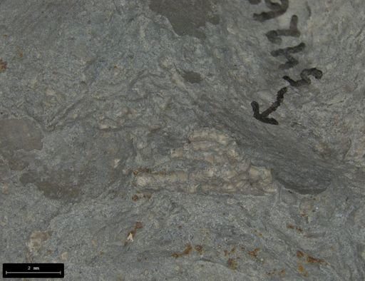 Aplocoma damesii
