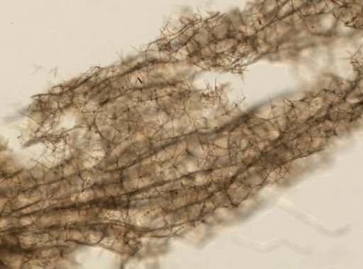 Reniera sp.