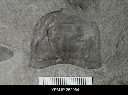 Eurypterus sp.