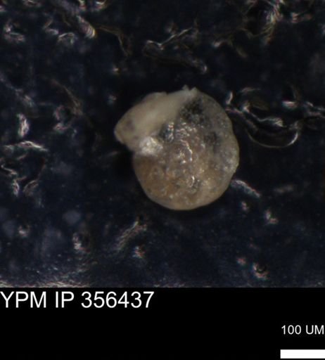 undet. Foraminiferida