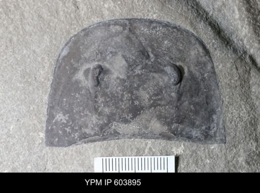 Eurypterus dekayi