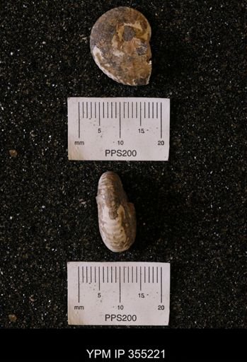 Discoscaphites sp.