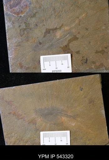 Vermontcaris montcalmi