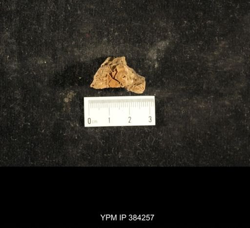 Crania pulchella