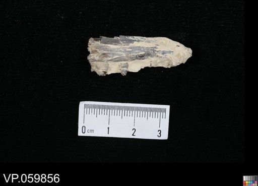 Cimolichthys sp.