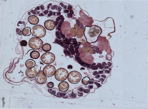 Eubranchipus grubii
