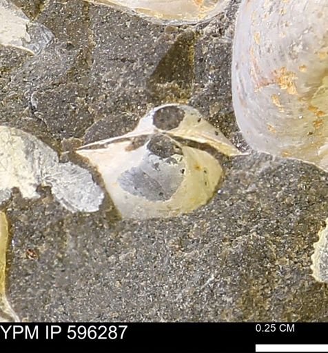 Limopsis striatopunctatus