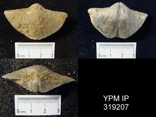 Spirifer cameratus