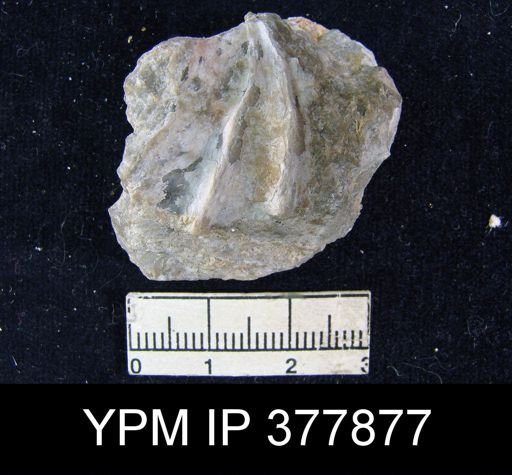 Geyerella americana
