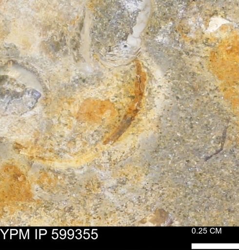 Protocardia subquadrata