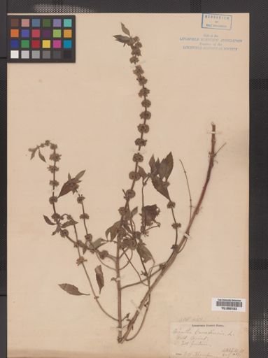 Mentha arvensis