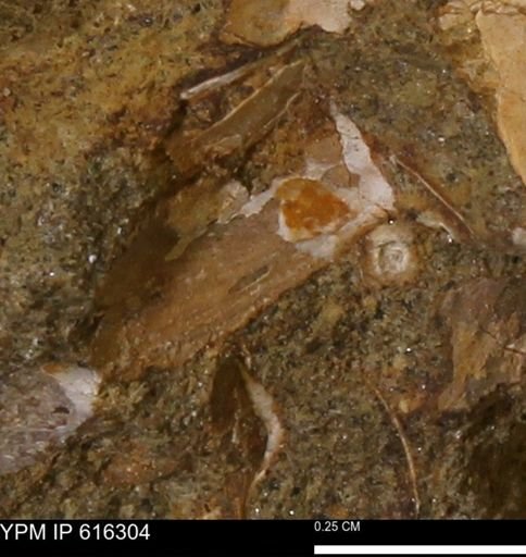 Protocardia subquadrata