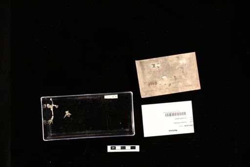 Necturus