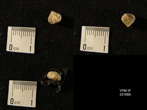 Stegerhynchus sp.